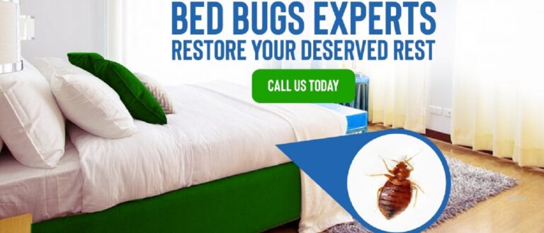 bed bugs treatment