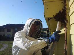Beehive removal dubai