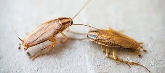 Cockroaches pest control