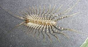 Silverfish Control