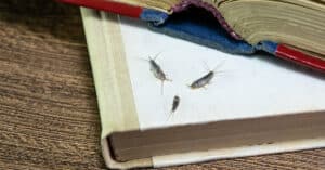 Silverfish Control