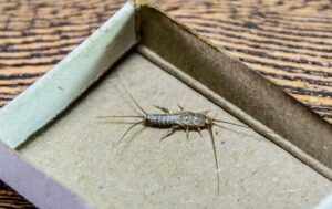 Pest Control Dubai Marina